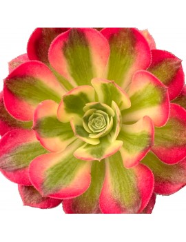 Aeonium 'Pink Witch'