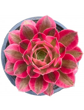 Aeonium 'Pink Witch'