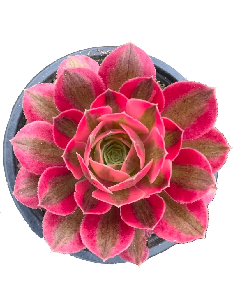 Aeonium 'Pink Witch'