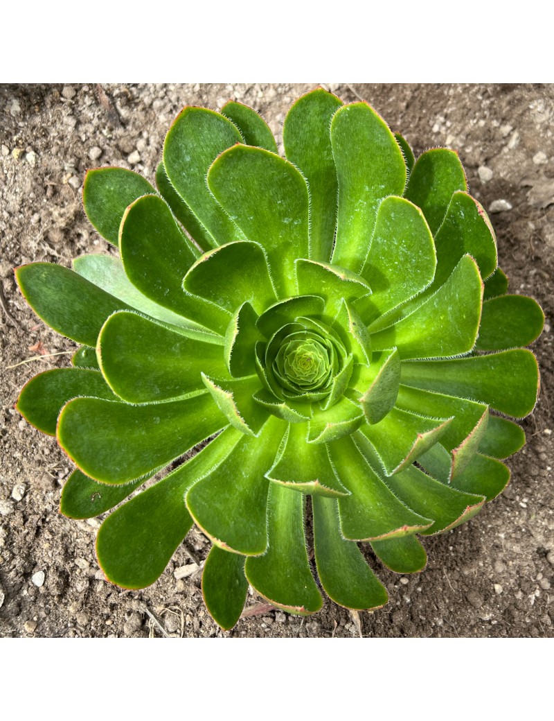 Aeonium x praegeri