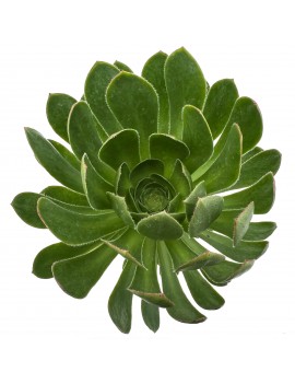 Aeonium x praegeri