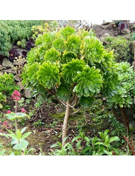 Aeonium 'Arboreum Des Jardins'