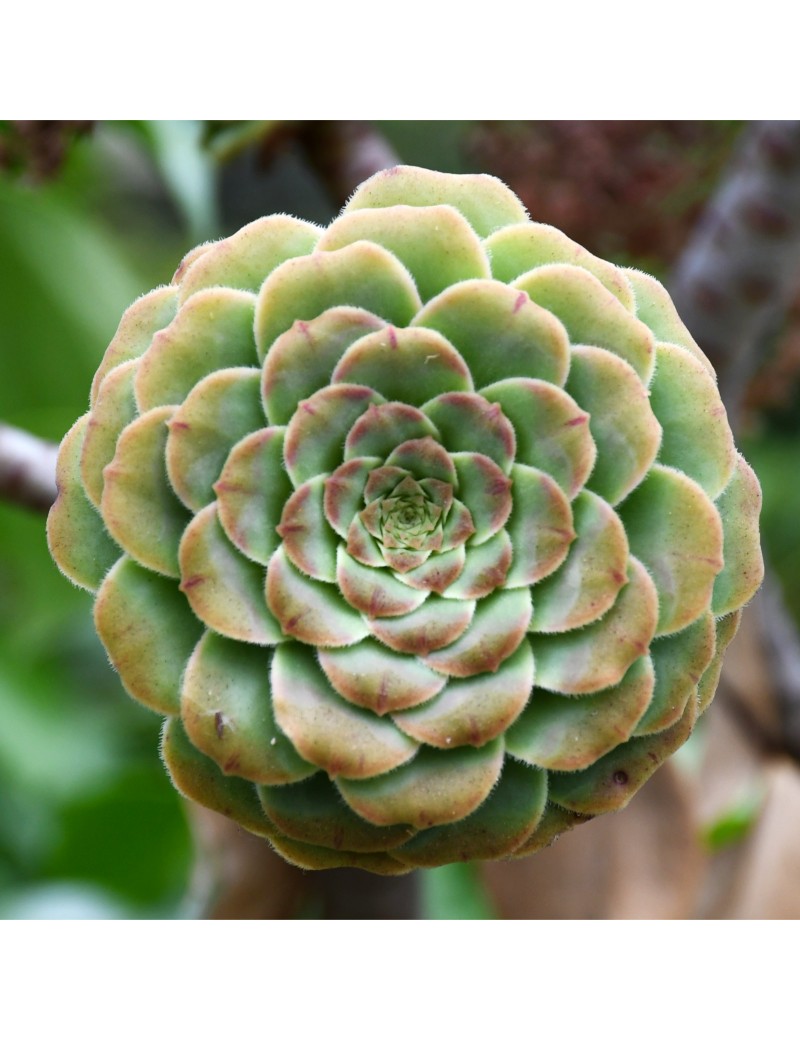 Aeonium arboreum Aeonium arboreum