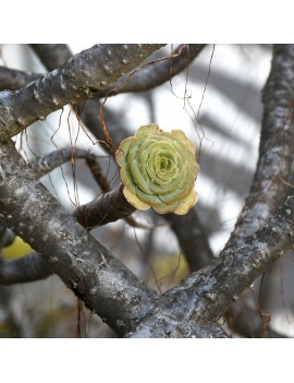 Aeonium arboreum