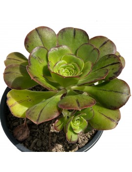 Aeonium liui