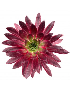 Aeonium 'Peacock'