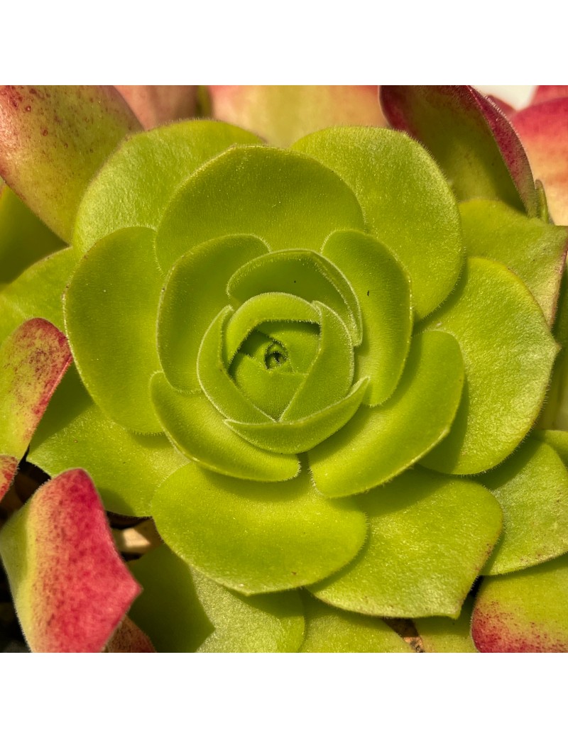 Aeonium x sanctisebastianii