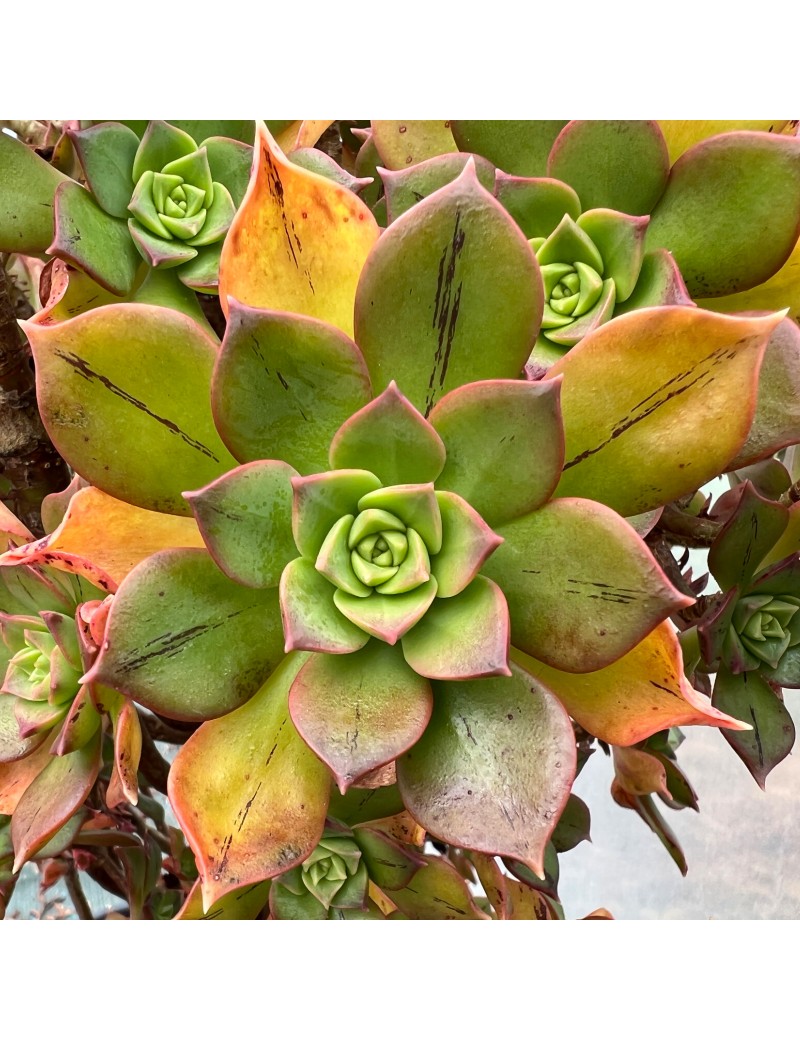 Aeonium 'Mary Anne Kunkel'