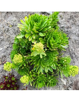 Aeonium 'x sventenii'