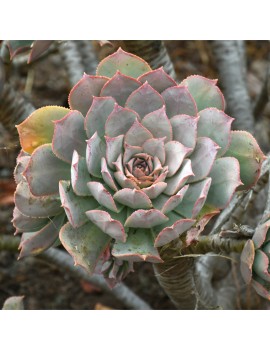 Aeonium percarneum