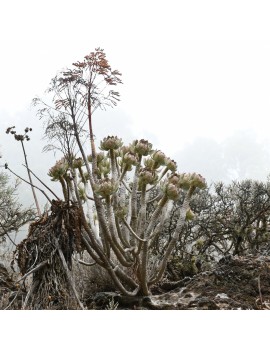 Aeonium percarneum