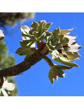 Aeonium percarneum