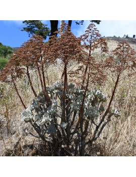 Aeonium percarneum