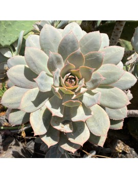 Aeonium percarneum