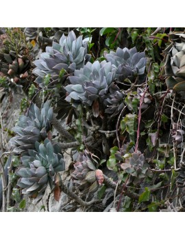 Aeonium percarneum