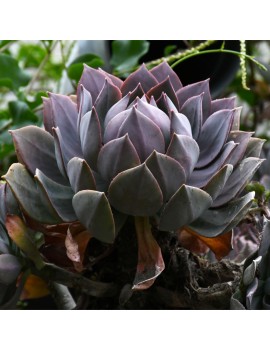 Aeonium percarneum