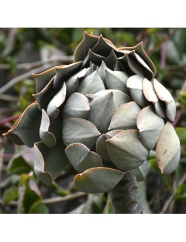 Aeonium percarneum