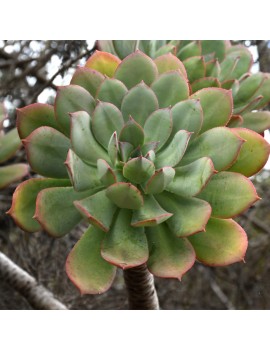 Aeonium percarneum