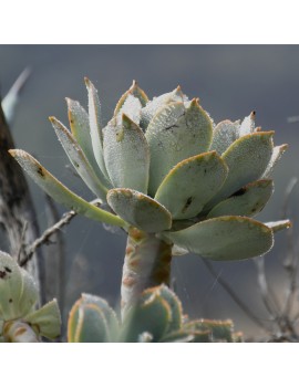 Aeonium percarneum