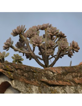 Aeonium percarneum