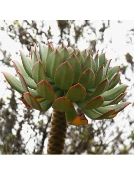 Aeonium percarneum