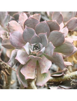 Aeonium percarneum var. guiaense