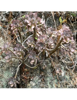 Aeonium percarneum var. guiaense