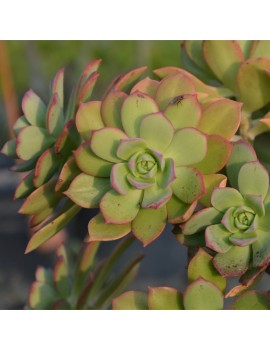 Aeonium percarneum var. guiaense