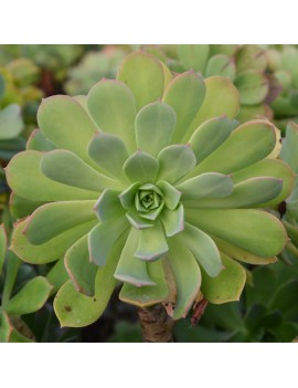 Aeonium percarneum var. guiaense