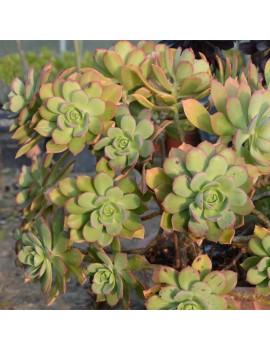 Aeonium percarneum var. guiaense