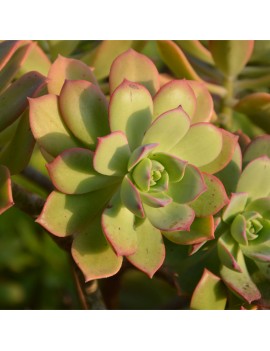 Aeonium percarneum var. guiaense