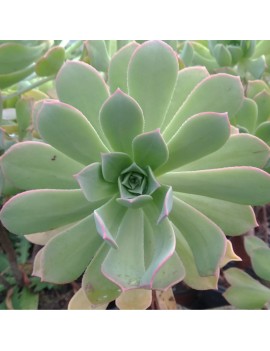 Aeonium percarneum var. guiaense