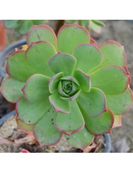 Aeonium percarneum var. guiaense