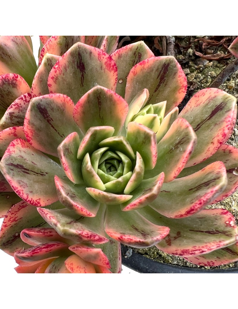 Aeonium 'Green Tea'