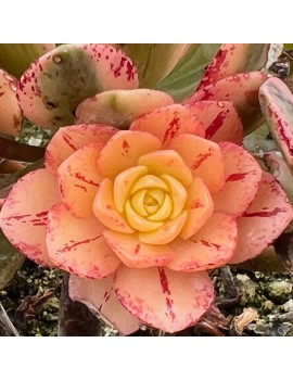 Aeonium 'Green Tea'