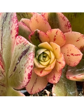 Aeonium 'Green Tea'