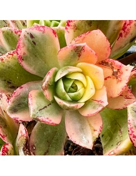 Aeonium 'Green Tea'