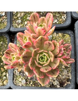 Aeonium 'Green Tea'