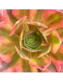 Aeonium 'Verna'