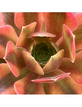 Aeonium 'Verna'