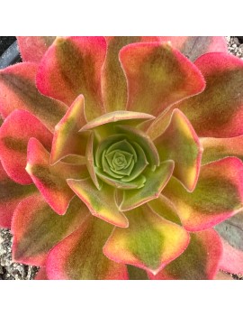 Aeonium 'Verna'