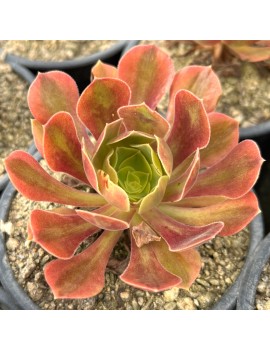 Aeonium 'Verna'