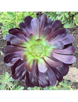 Aeonium 'Cyclops'