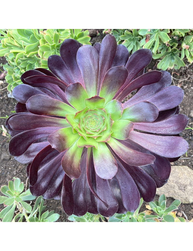 Aeonium 'Cyclops' Aeonium 'Cyclops'