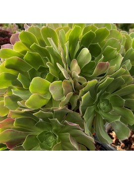 Aeonium 'Blushing Beauty'