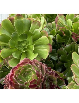 Aeonium 'Blushing Beauty'