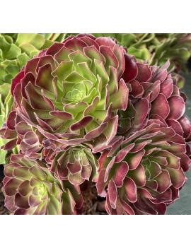 Aeonium 'Blushing Beauty'