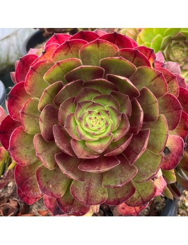 Aeonium 'Madeira Rose'