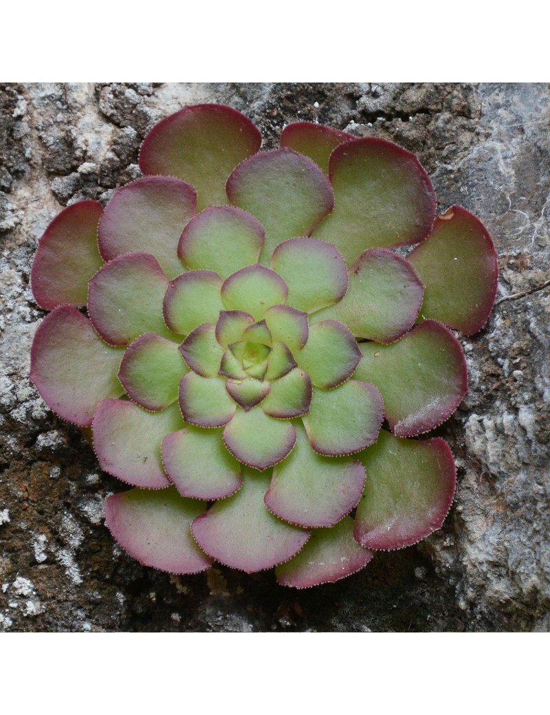 Aeonium glandulosum