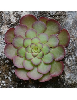 Aeonium glandulosum